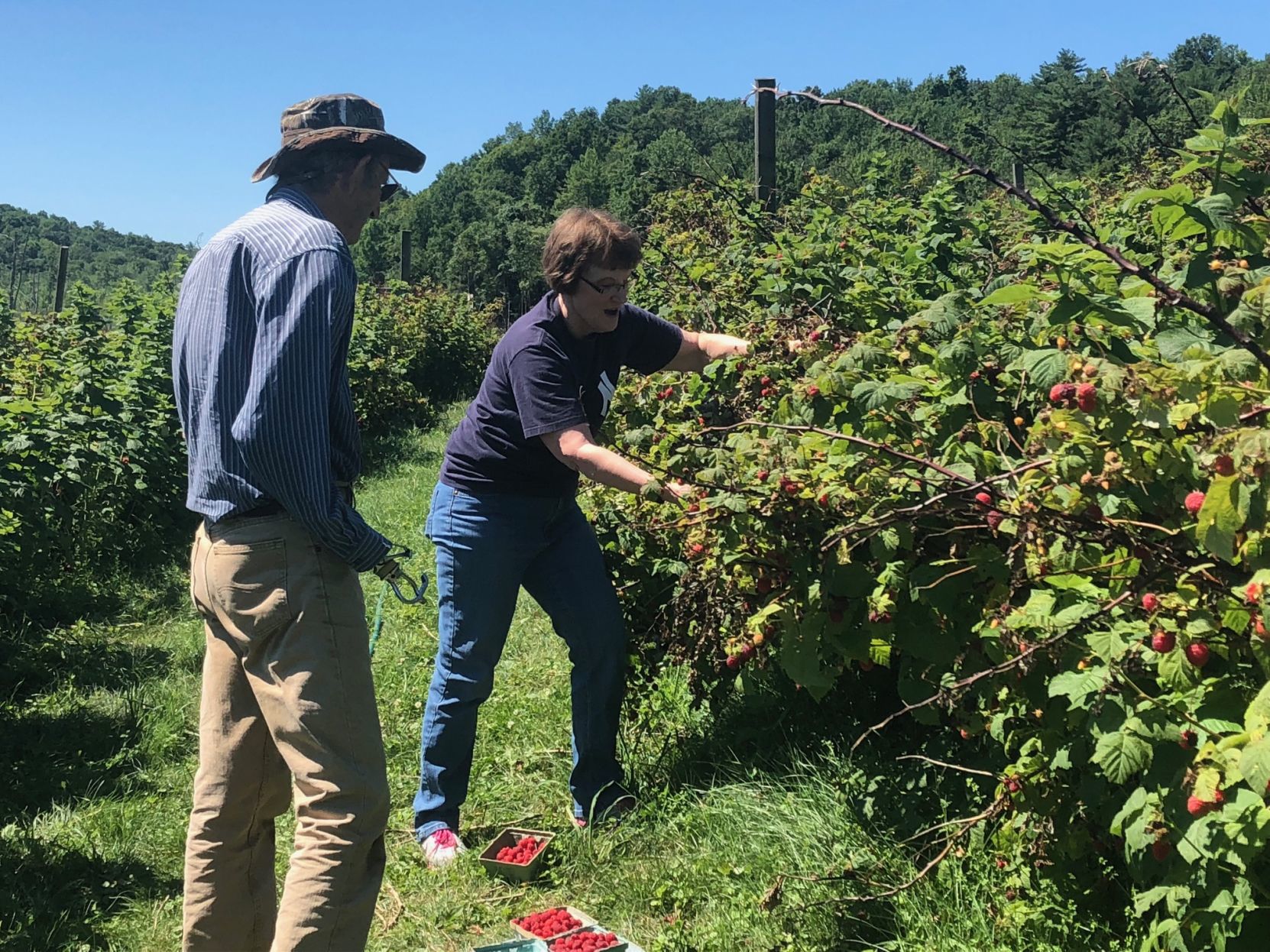 Berry picking
